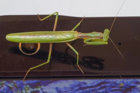 A close-up portrait of a mantis Stock Photos