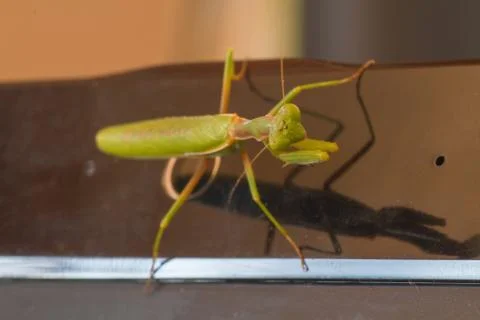 A close-up portrait of a mantis Stock Photos