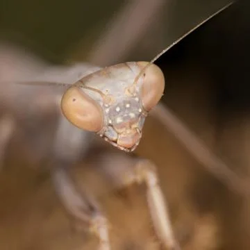 A close-up portrait of a mantis Stock Photos