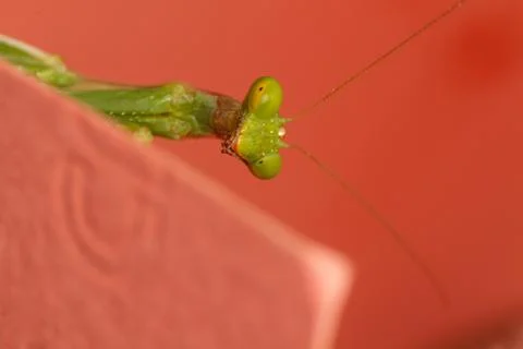 A close-up portrait of a mantis Stock Photos
