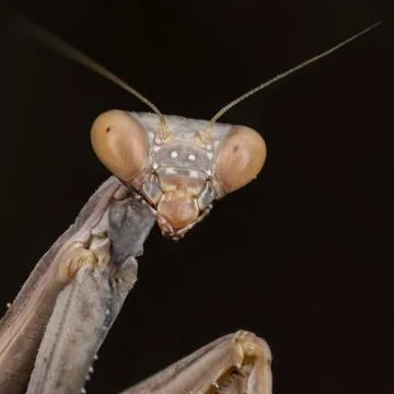 A close-up portrait of a mantis Stock Photos