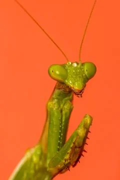 A close-up portrait of a mantis Stock Photos
