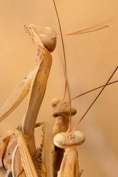 A close-up portrait of a mantis Stock Photos