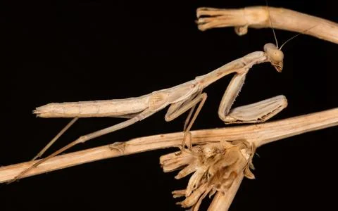 A close-up portrait of a mantis Stock Photos