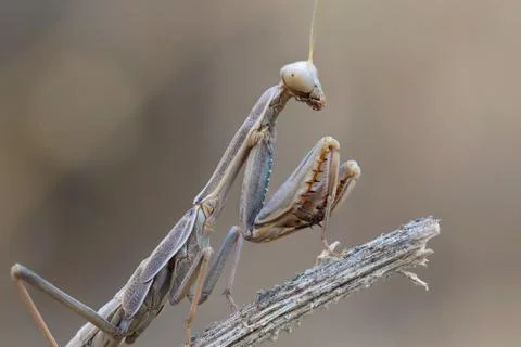 A close-up portrait of a mantis Stock Photos