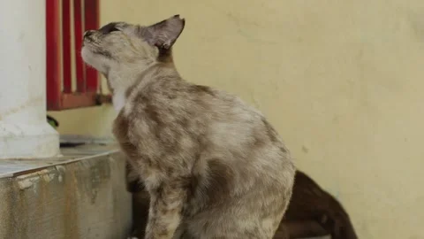Close-Up Portrait of Marbled Tabby Cat Stock Footage 341917335