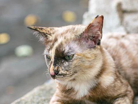 Close-Up Portrait of Marbled Tabby Cat with Green Eyes. Foto stock