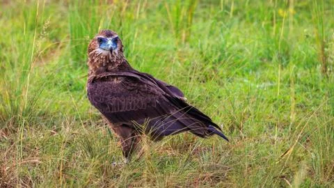 Close up portrait of marshall eagle perched on the savanna grass. Stock-Fotos