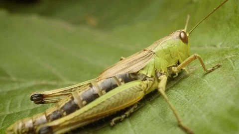 Close-up portrait of meadow grasshopper (Pseudochorthippus parallelus) Stock Footage 339026004