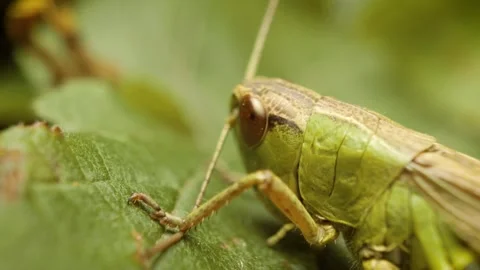 Close-up portrait of meadow grasshopper (Pseudochorthippus parallelus) Stock Footage 339026050