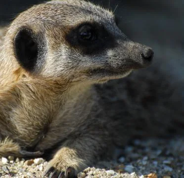Close up portrait of a meerkat lying down Foto stock