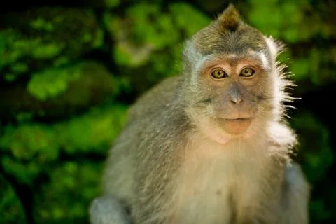 Close up portrait monkey in the Monkey forest. Ubud, Bali, Indonesia. Stock Photos