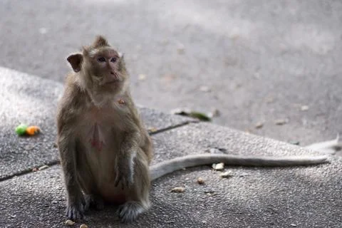 Close up portrait of monkey. Stock Photos