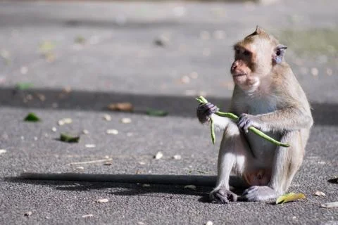 Close up portrait of monkey. Stock Photos