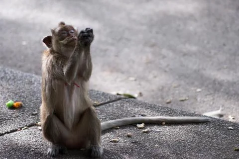 Close up portrait of monkey. Stock Photos