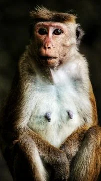 Close-up portrait of a monkey Stock Photos