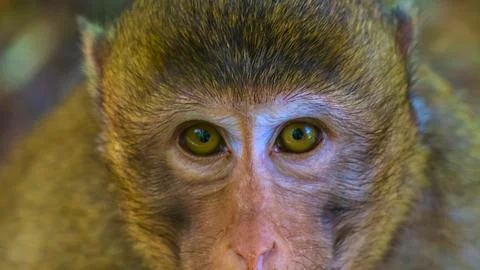 Close up portrait of a monkey s intense eyes and face Stock Photos