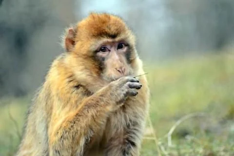 Close-up Portrait of a Monkey in the Wild. Stock Photos