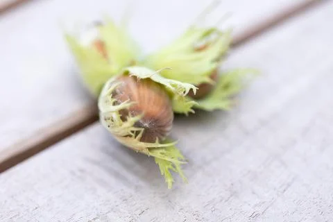 A close up portrait of multiple brown hazelnuts still connected to eachothe.. Stock Photos