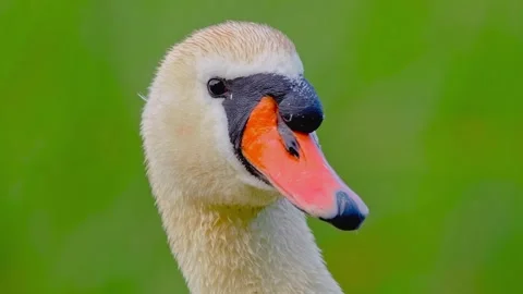 Close up portrait of Mute swan head with orange bill Stock Footage 345034518