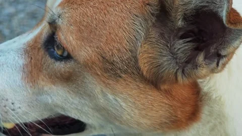 Close-up portrait of the muzzle of a dog . Stock Footage 304647241