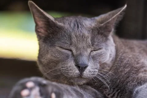 Close-up portrait of a muzzle of a gray cat with closed eyesoutside Stock Photos