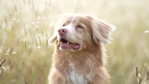 Close-up portrait of Nova Scotia Duck Tolling Retriever Stock Footage 335835931