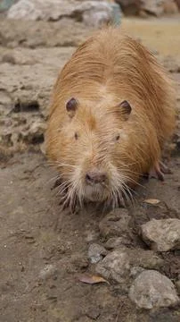 Close Up Portrait of a Nutria Stock Photos