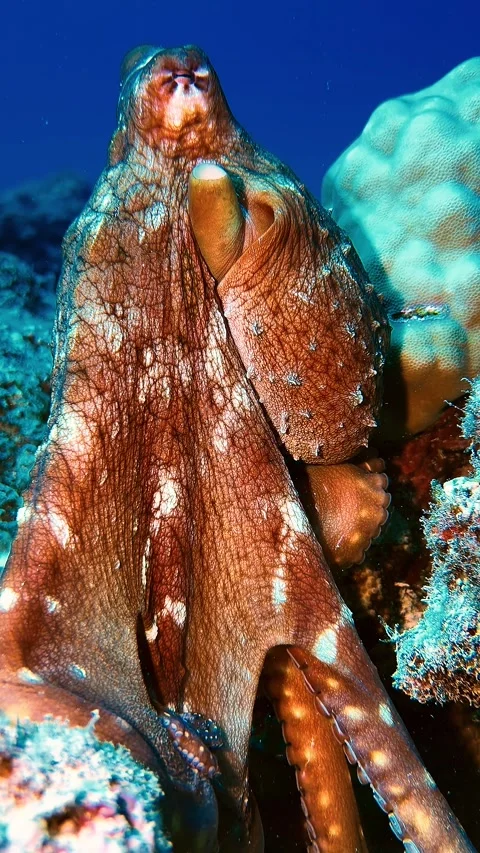 Close-up portrait of an octopus on a coral reef in Mauritius. Detailed Vídeo Stock 338001468