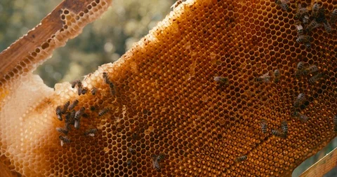 Close-up portrait of the old beekeeper in hat veil holding and inspecting the Stock Footage 92091332