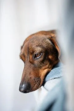 Close-up portrait of an old gray-haired dachshund. The dog looks expressive.. Stock Photos