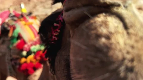 Close Up Portrait of One Humped Camel Chewing in the Desert Landscape 動画素材 341650684