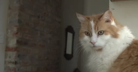 Close up portrait of an orange and white cat quietly observing its surroundings Stock Footage 341671654