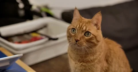 Close-up portrait of orange cat looking around Stock Footage 329155522