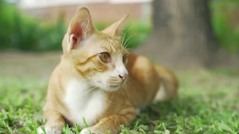 Close Up Portrait Orange Cat Sitting on Green Grass in Park Stock Footage 153520422