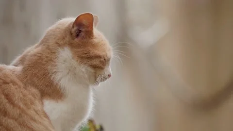 Close-up portrait of orange cat sitting down looking around. Stock Footage 154115816