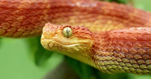 Close-up portrait of an orange Eyelash Viper  looking directly at the camera. 스톡 동영상 315333076