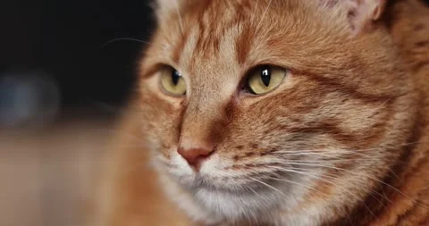 Close-up portrait of an orange tabby cat's face with striking yellow eyes Stock Footage 339067603