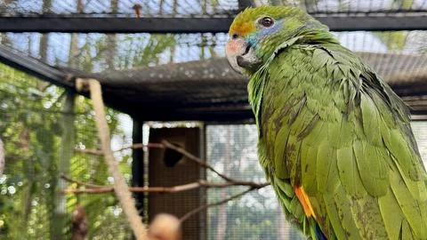 Close up portrait of orange winged Amazon parrot in aviary, vibrant green fea 스톡 사진