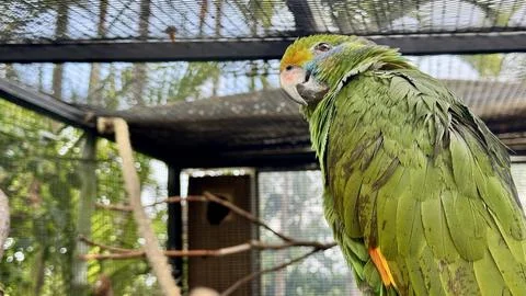 Close up portrait of orange winged Amazon parrot in aviary, vibrant green fea Stock-Fotos