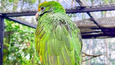 Close up portrait of Orange-winged Amazon parrot Amazona amazonica in aviar.. Stock Photos