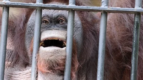 Close up portrait of an orangutan behind bars at the zoo Video stock 334107947
