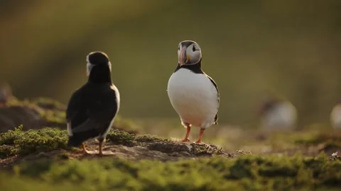 Close Up Portrait of Pair of Two Puffins, Mating Pair of Couple of Atlantic Stock Footage 341714587