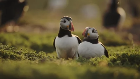 Close Up Portrait of Pair of Two Puffins, Mating Pair of Couple of Atlantic Vídeo Stock 345939835