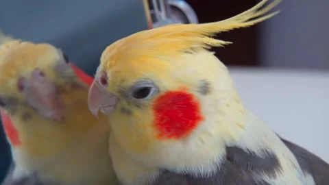 Close-up portrait of Parrot Corella on the table looks at himself in the mirror Video stock 141540586