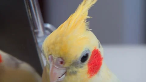 Close-up portrait of Parrot Corella on the table looks at himself in the mirror Stock Footage 141540726
