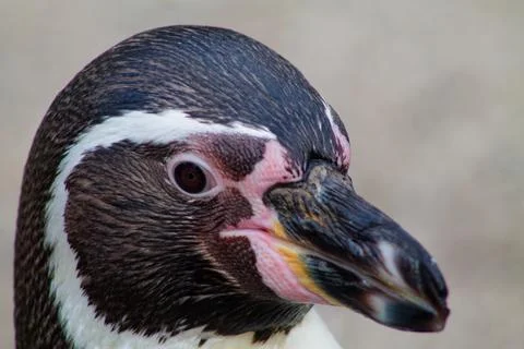 Close-Up Portrait of a Penguin Stock Photos