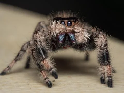 A close up portrait of a Phidippus regius 写真素材
