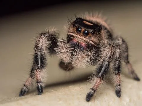 A close up portrait of a Phidippus regius Stock Photos