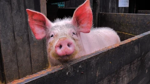 Close up portrait of pink pig head with big ears and dirty oceans Stock Footage 124472998